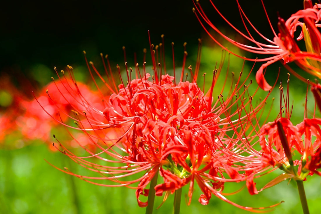 「お彼岸にやってはいけない」といわれていること7つ。やるべきことについても解説